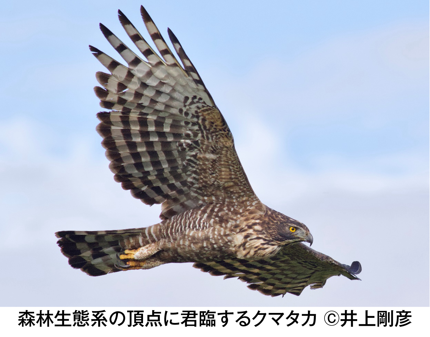 クマタカ（撮影 井上剛彦）